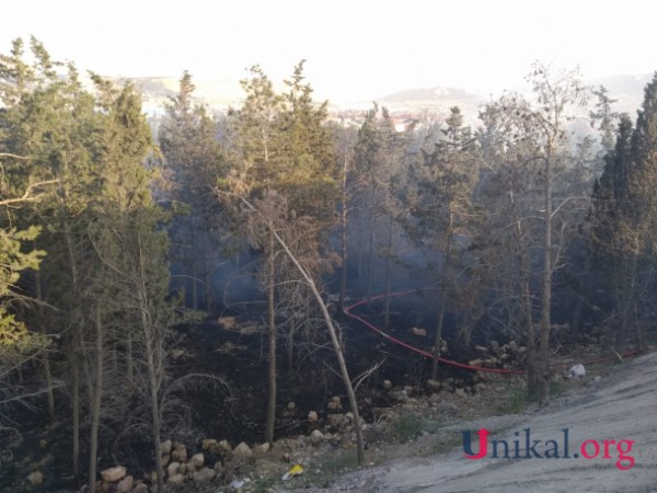 Bakıda ağaclıq ərazidə yanğın söndürüldü - YENİLƏNİB (FOTOLAR)